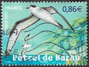 Pétrel de Barau Pétrel de Barau