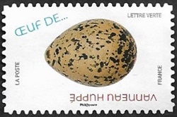 Vanneau huppé Vanneau huppé