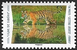 Tigre de Sibérie