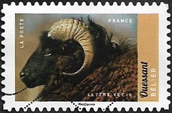 Ouessant - Bélier Ouessant - Bélier