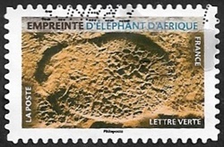 Empreinte d'éléphant d'Afrique Empreinte d'éléphant d'Afrique