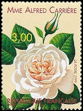 Rose Mme Alfred Carrière 1879 Rose Mme Alfred Carrière 1879
