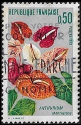 Anthurium - Martinique