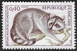 Raton laveur de la Guadeloupe