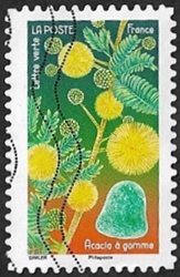 Acacia à gomme Acacia à gomme
