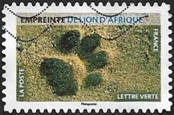 Empreinte de lion d'Afrique Empreinte de lion d'Afrique