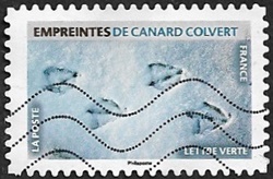 Empreintes de canard colvert Empreintes de canard colvert