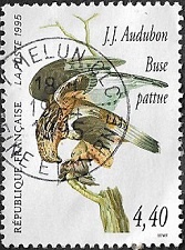 Buse pattue - Buteo lagopus Buse pattue - Buteo lagopus