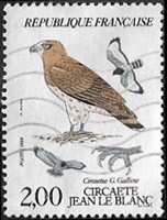 Circaète Jean le Blanc - Circaetus G. Gallicus