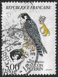 Faucon pèlerin - Falco P. Peregrinus