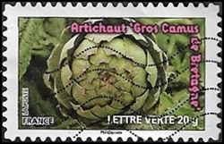 Artichaut 'Gros Camus de Bretagne' Artichaut 'Gros Camus de Bretagne'