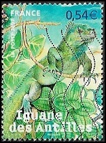 Iguane des Antilles Iguane des Antilles