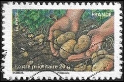 Récolte de pommes de terre Récolte de pommes de terre