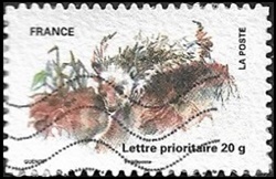 Hérisson Hérisson
