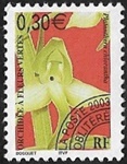 Orchidée à  fleurs vertes Platanthera chlorantha Préoblitéré