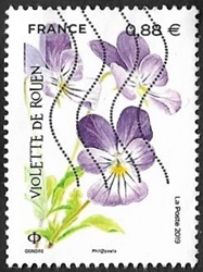 Violette de Rouen Violette de Rouen