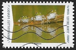 Grenouilles vertes