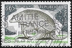 Tatou géant de Guyane