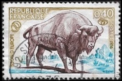 Bison d'Europe Bison d'Europe