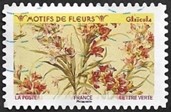 Glaïeuls Glaïeuls