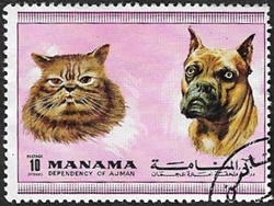 Chat à long poil et boxer Chat à long poil et boxer
