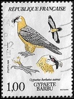 Gypaète barbu - Gypaètus barbatus aureus