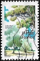 Frêne élevé Frêne élevé