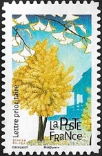 Ginkgo biloba Ginkgo biloba