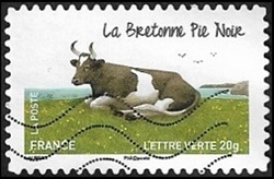 La bretonne pie noir La bretonne pie noir
