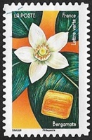 Bergamote Bergamote