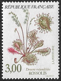 Rossolis ou Drosera rotundifolia Rossolis ou Drosera rotundifolia