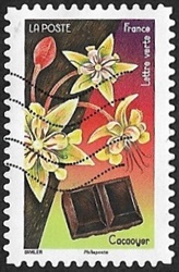 Cacaoyer Cacaoyer