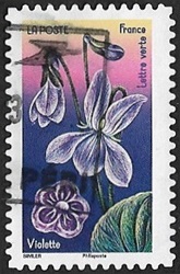 Violette Violette