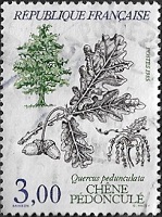 Chêne pédonculé - Quercus pedunculata Chêne pédonculé - Quercus pedunculata