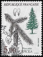 Epicéa - Picea abies Epicéa - Picea abies