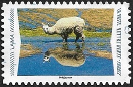 Lama