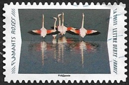 Flamants roses