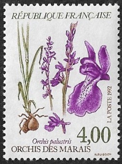 Orchidée des marais ou Orchis palustris Orchidée des marais ou Orchis palustris