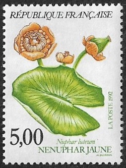 Nénuphar jaune ou Nuphar lutea Nénuphar jaune ou Nuphar lutea