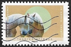 Chevaux Haflinger