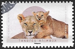 Lions Lions