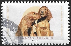 Chiens